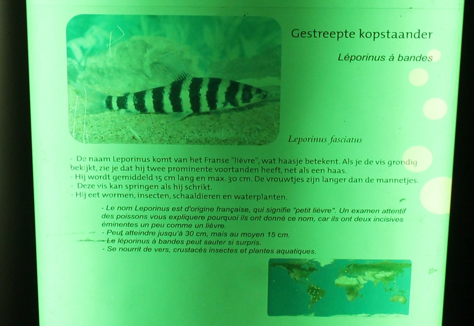Sign Leporinus fasciatus