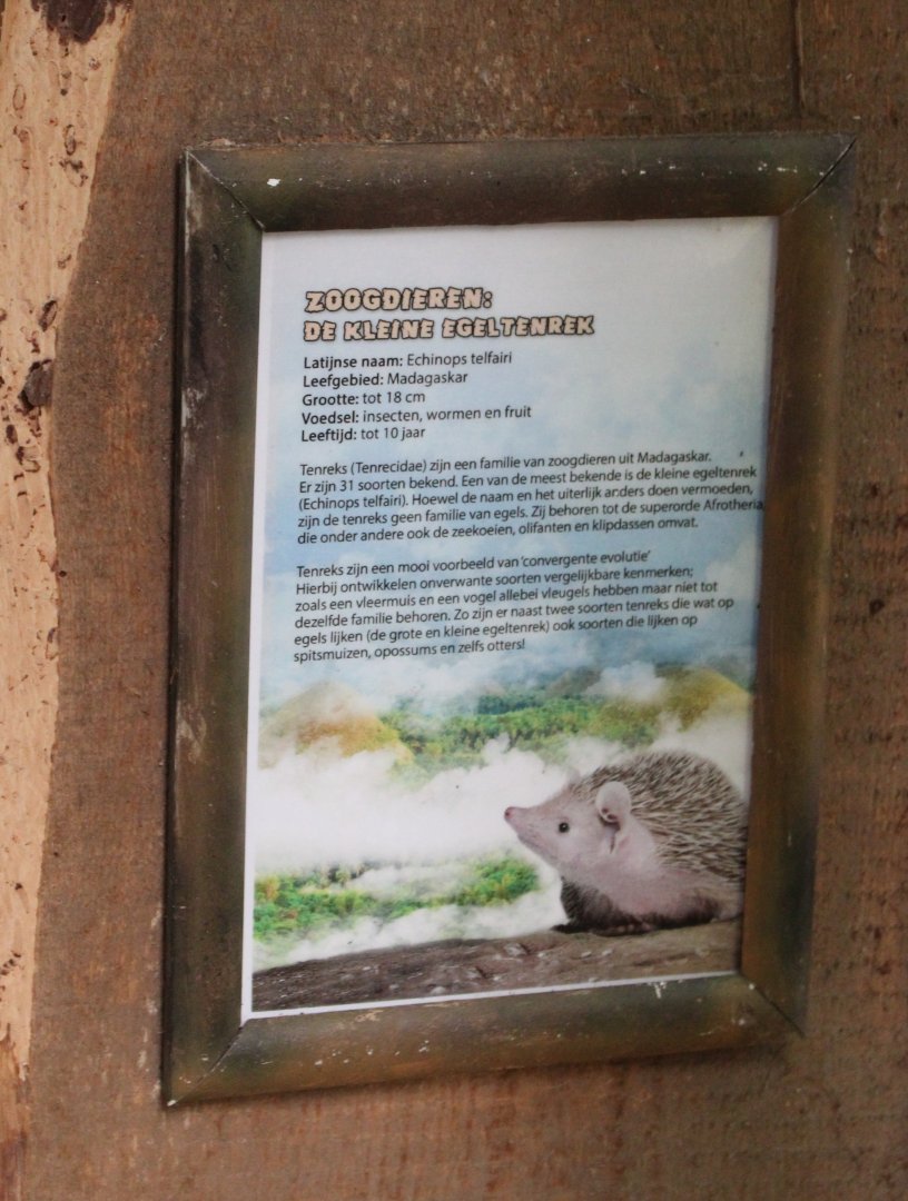 Sign Lesser hedghog tenrec