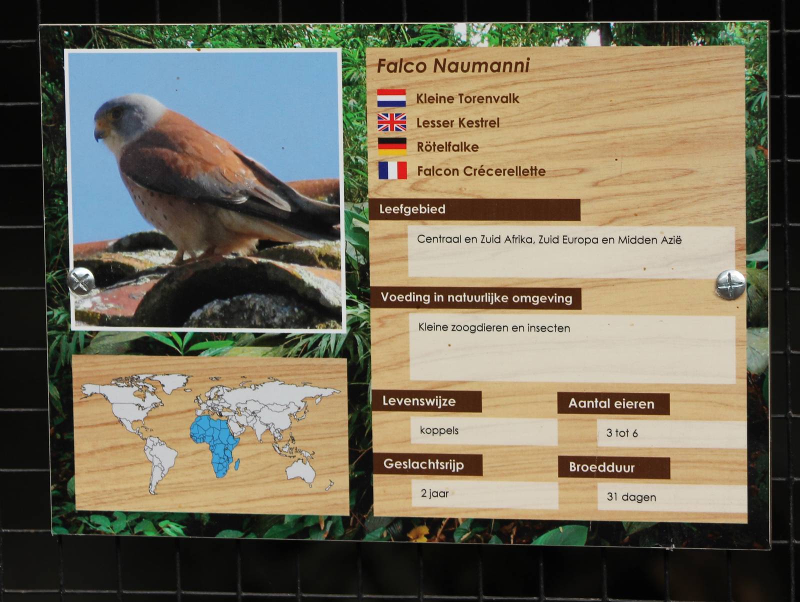 Sign Lesser kestrel