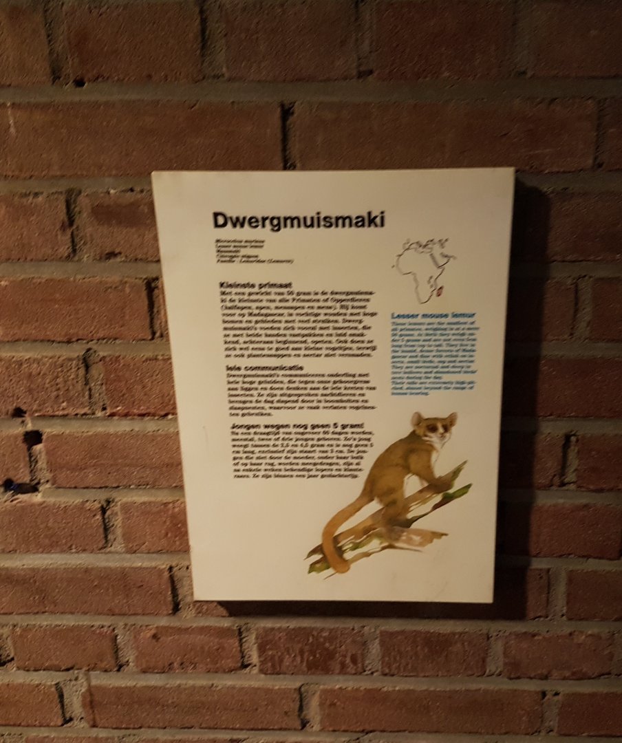 Sign Lesser mouse lemur
