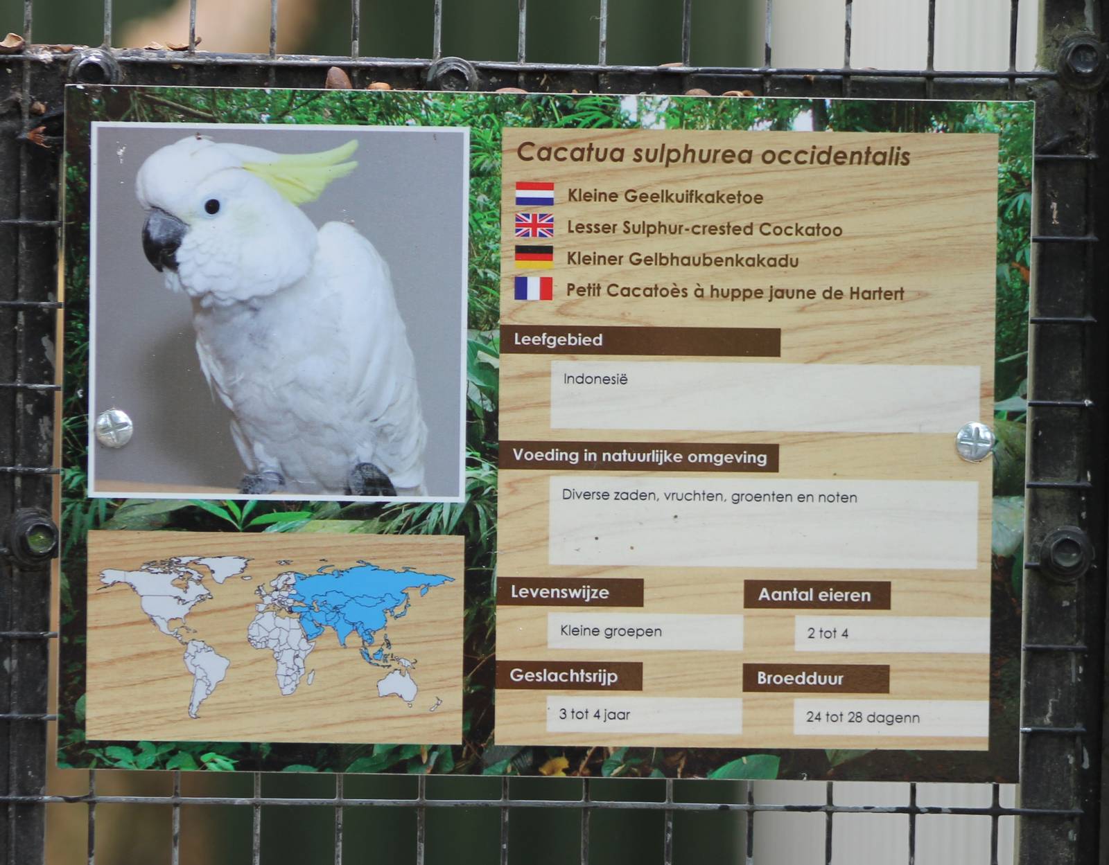 Sign Lesser sulphur-crested cockatoo