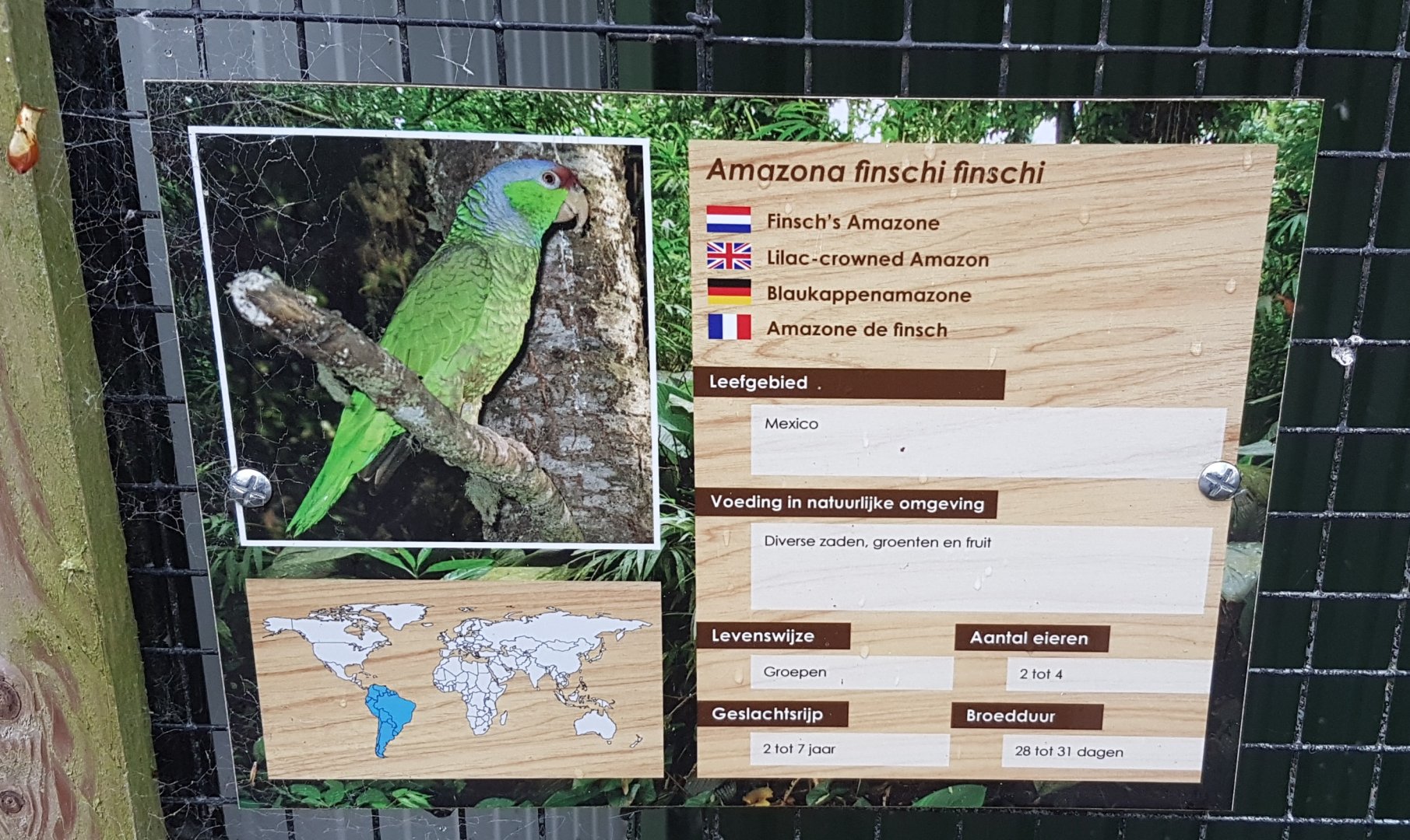 Sign Lilac-crowned amazon