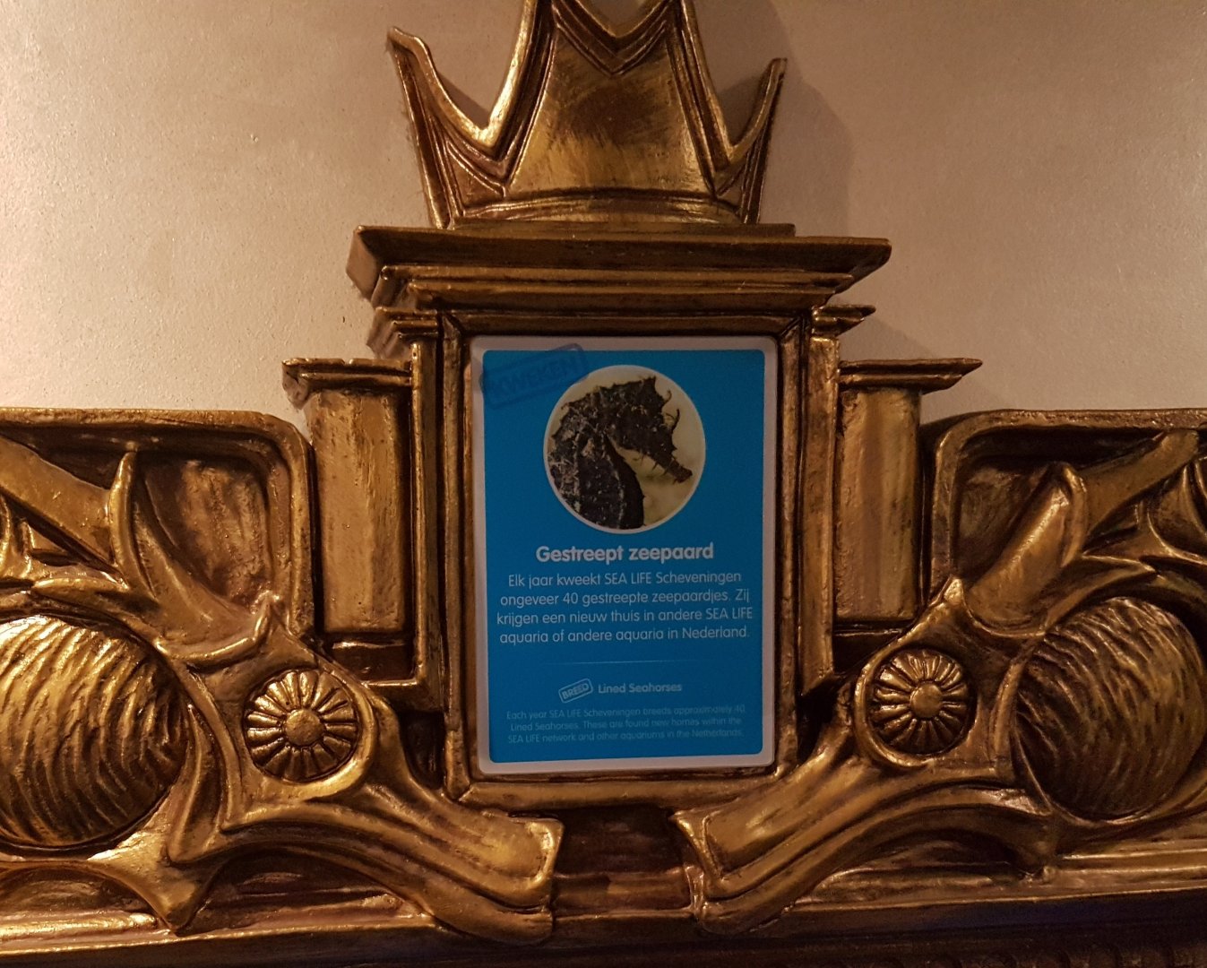 Sign Lined seahorse - Hippocampus erectus