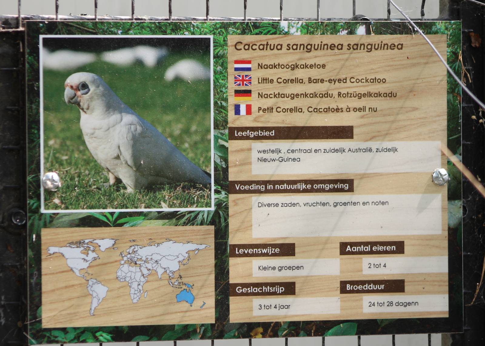 Sign Little corella