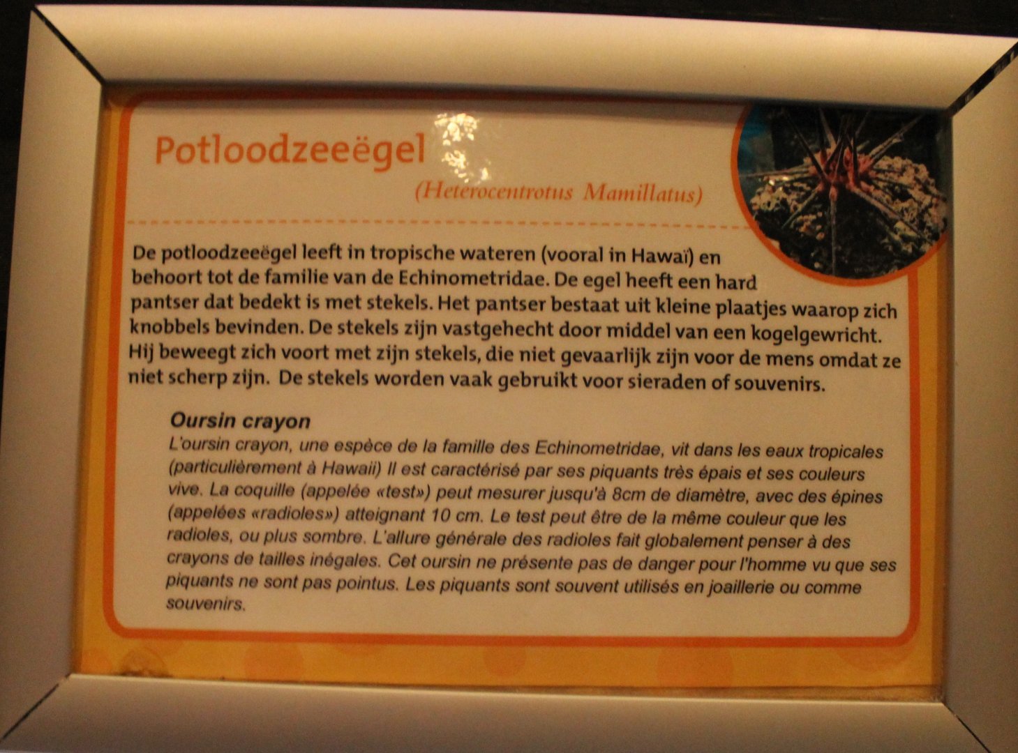 Sign Long-spined sea-urchin