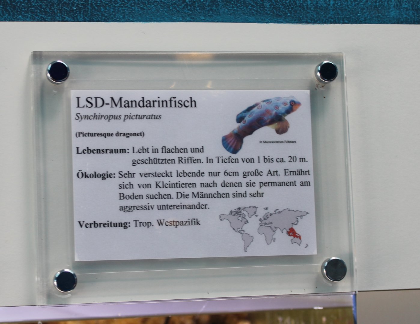 Sign LSD-mandarinfish