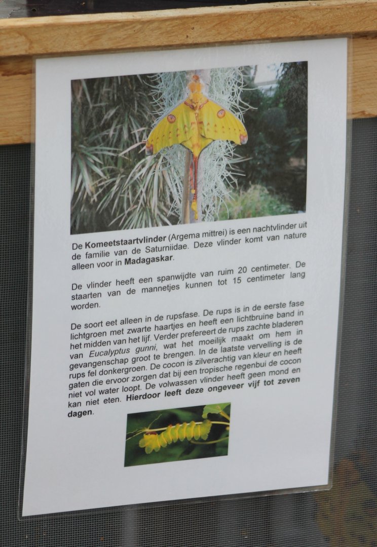 Sign Madagascar moon-moth