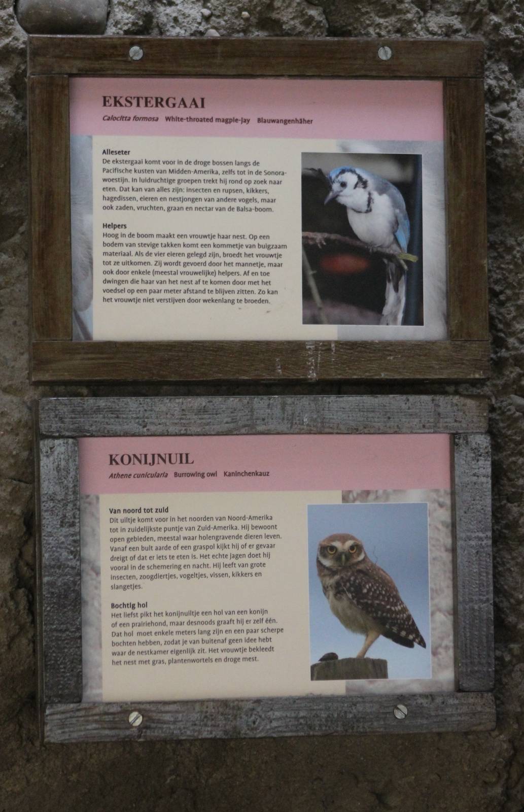 Sign Magpie-jay and Burrowing owl