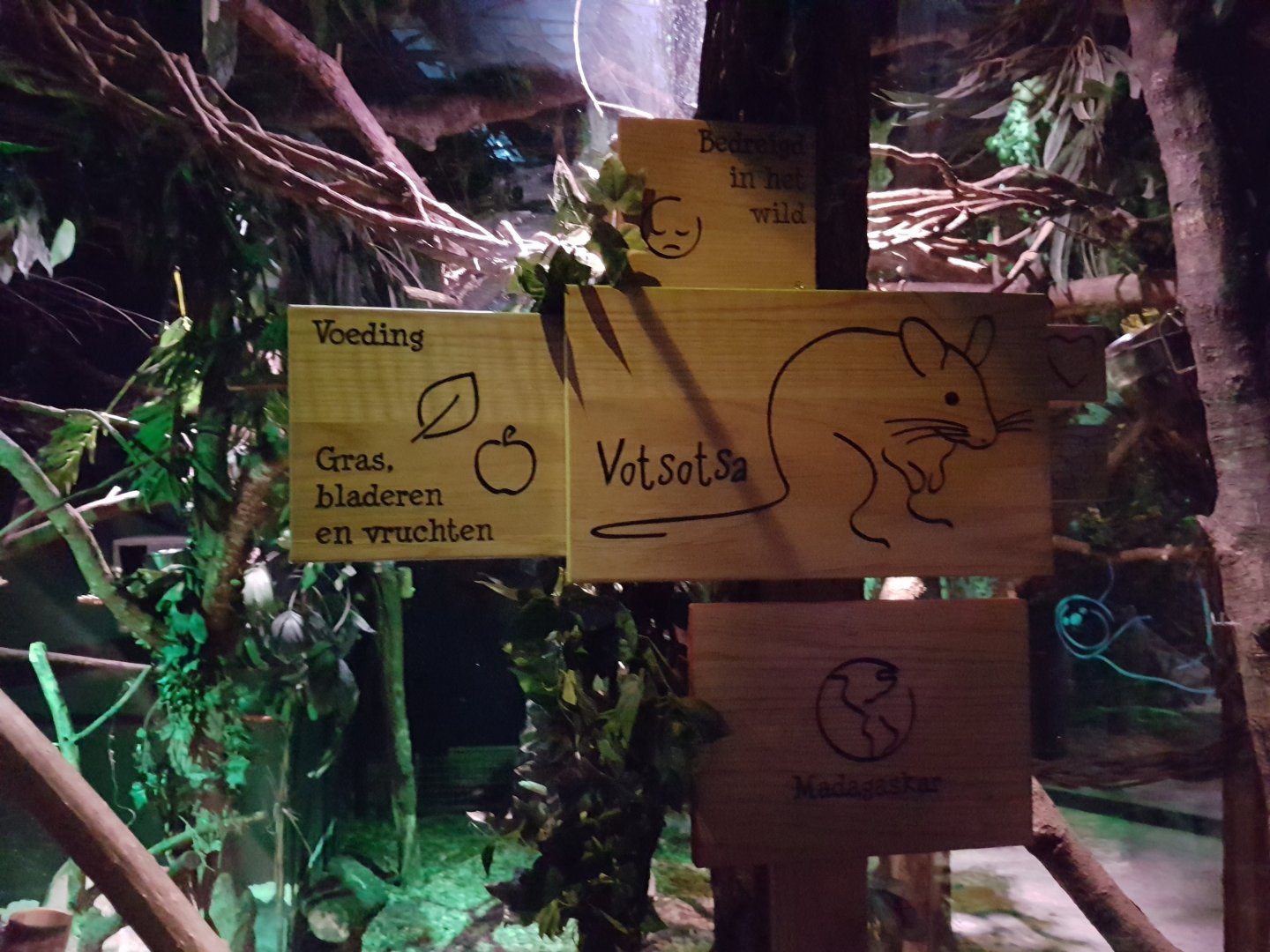 Sign Malagasy giant rat