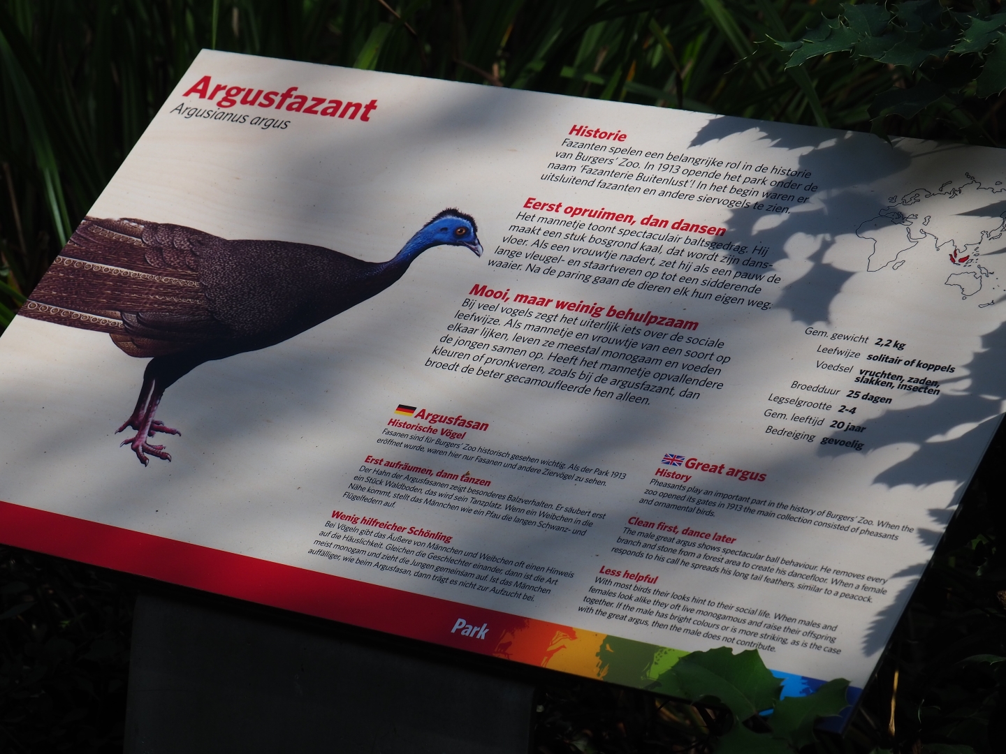 Sign Malayan great argus (Sep 16th, 2018)