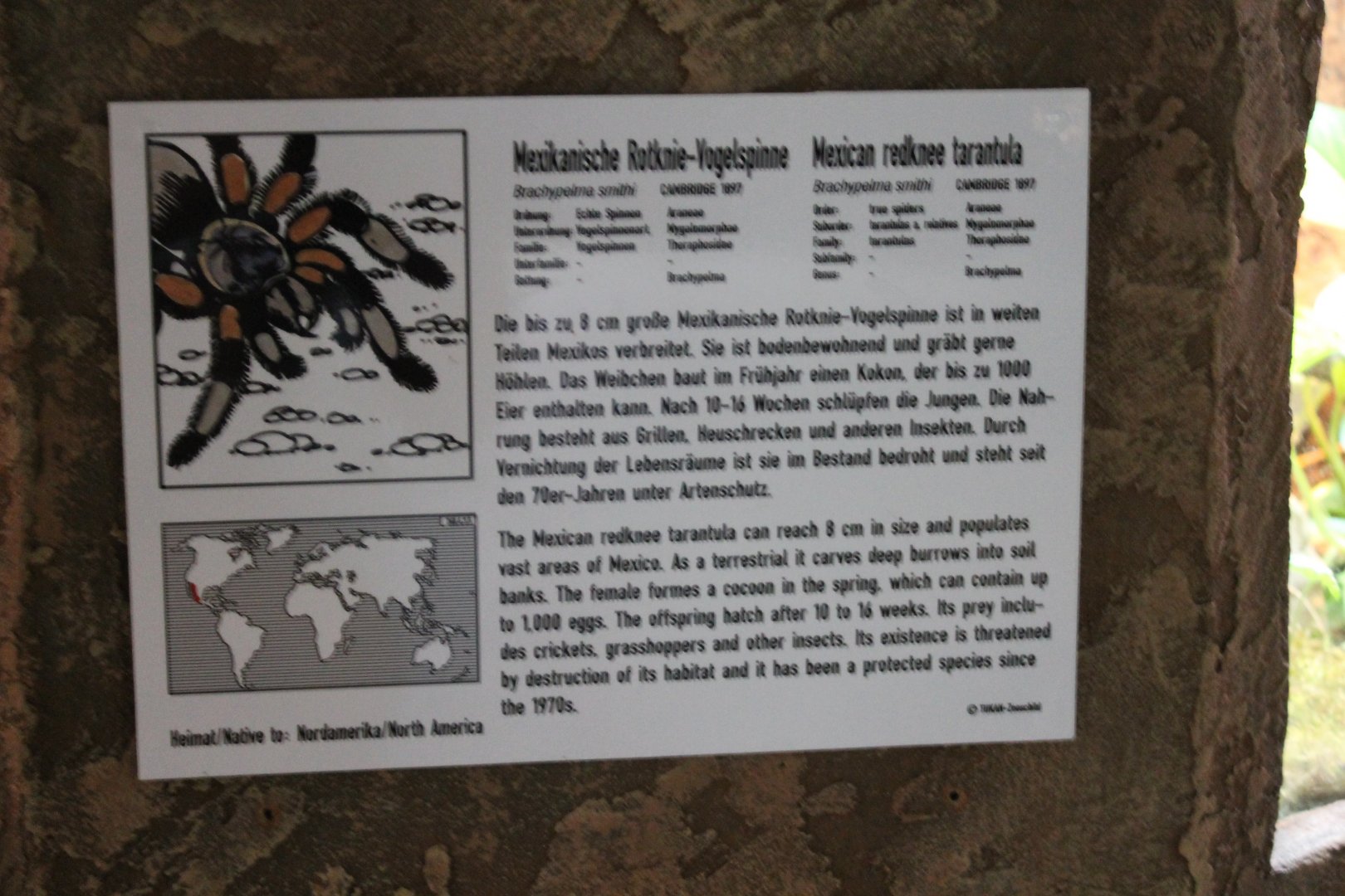 Sign Mexican red-knee tarantula