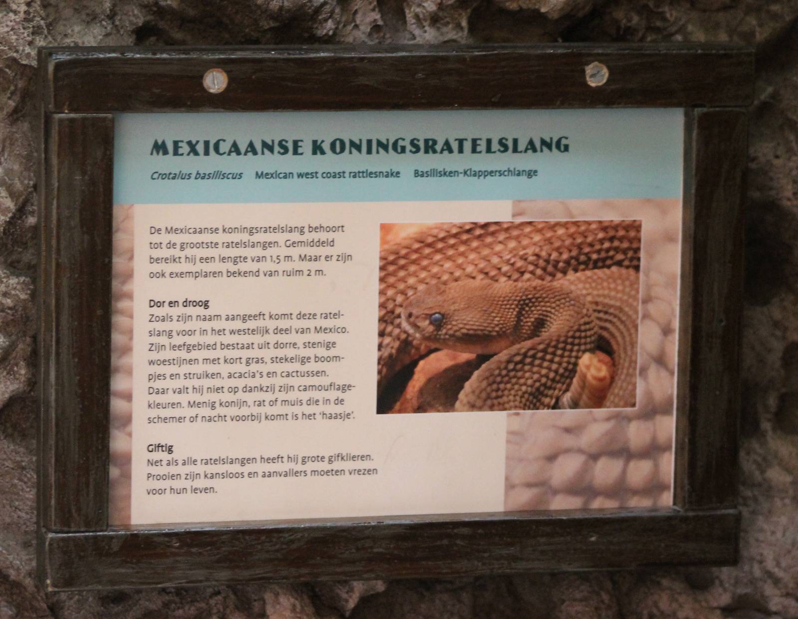 Sign Mexican west coast rattlesnake