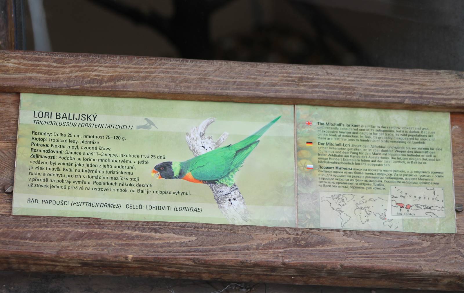 Sign Mitchell's lorikeet