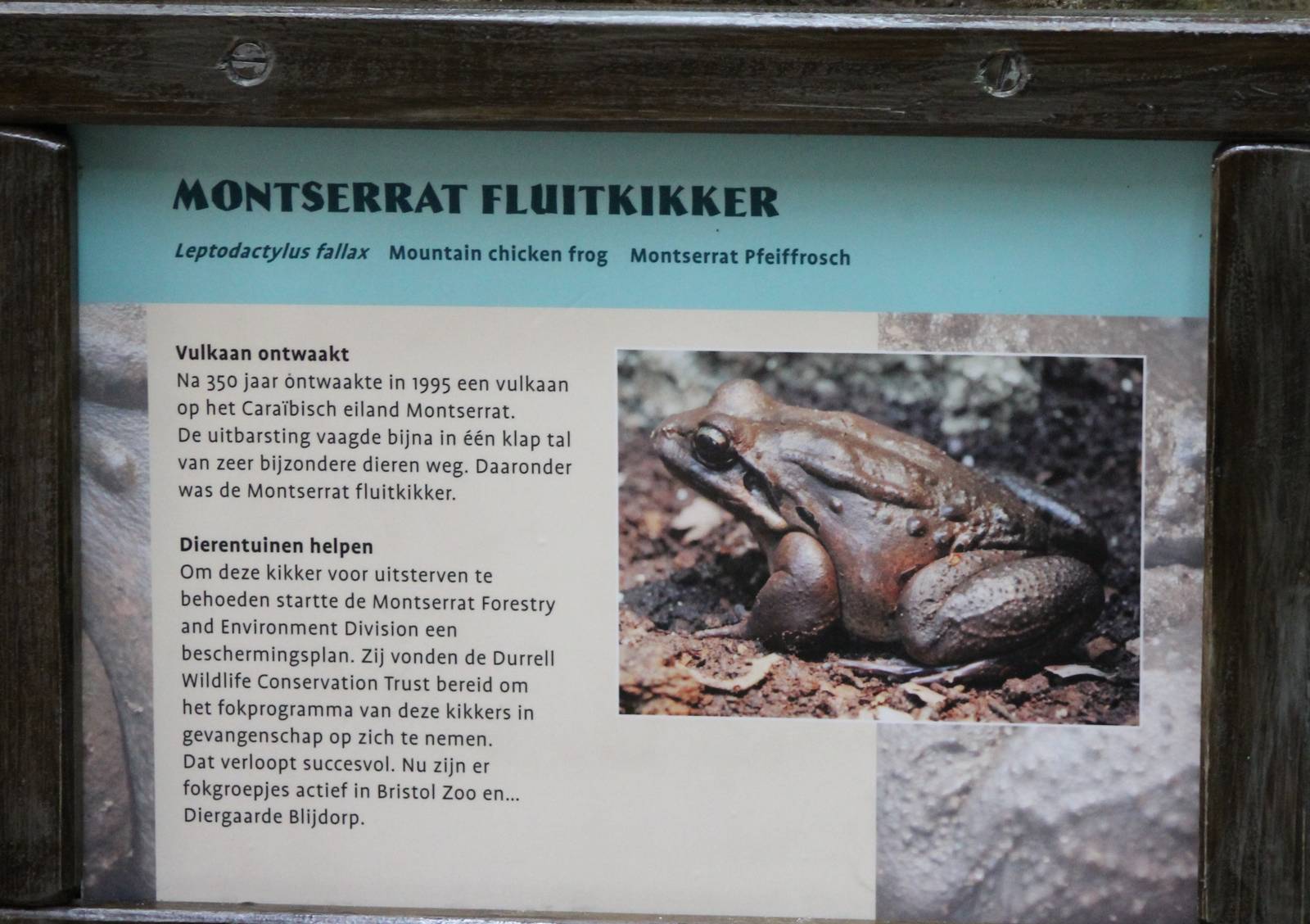Sign Mountain chicken frog
