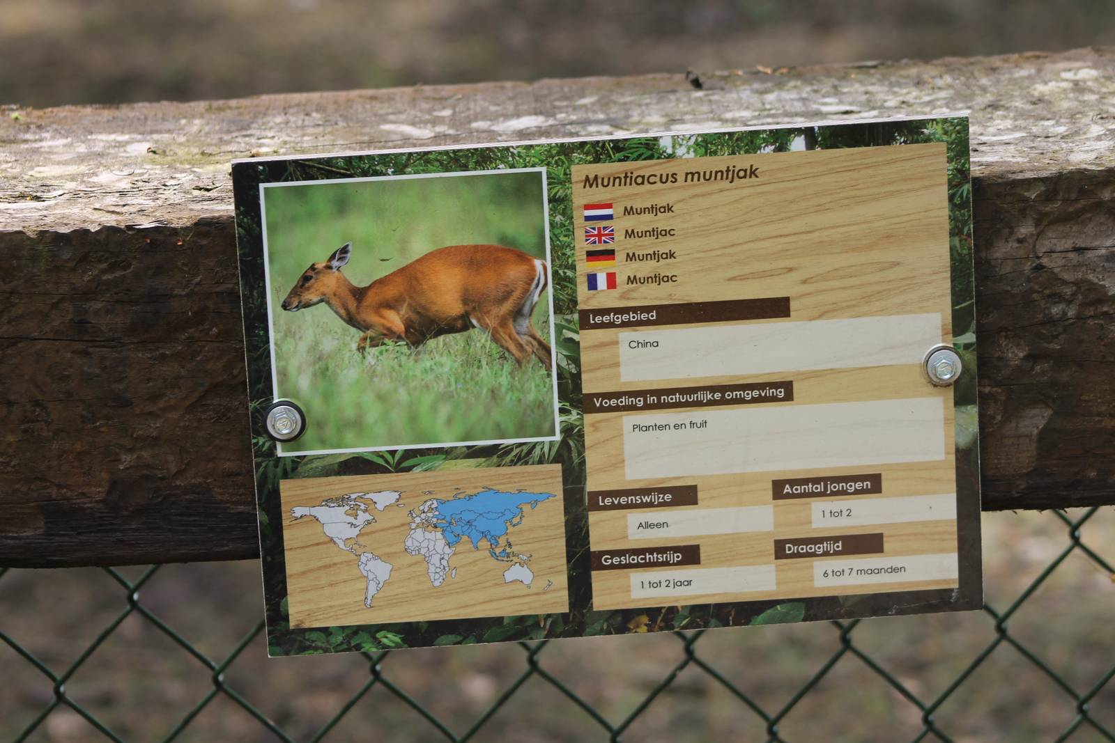 Sign Muntjac