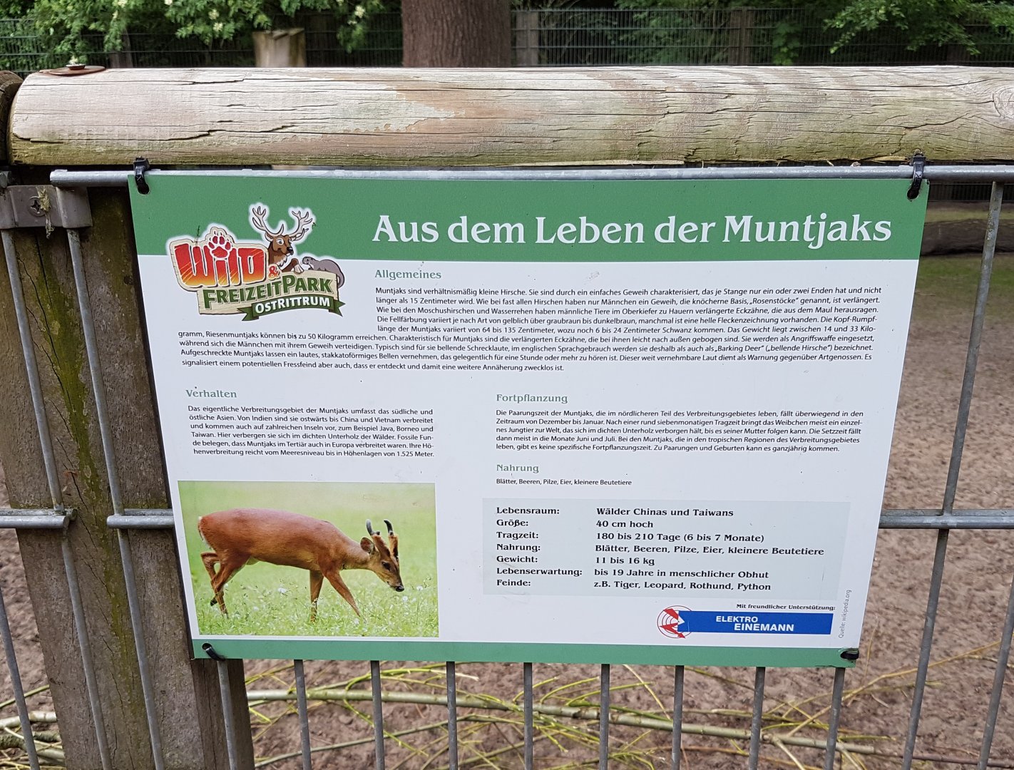 Sign Muntjac