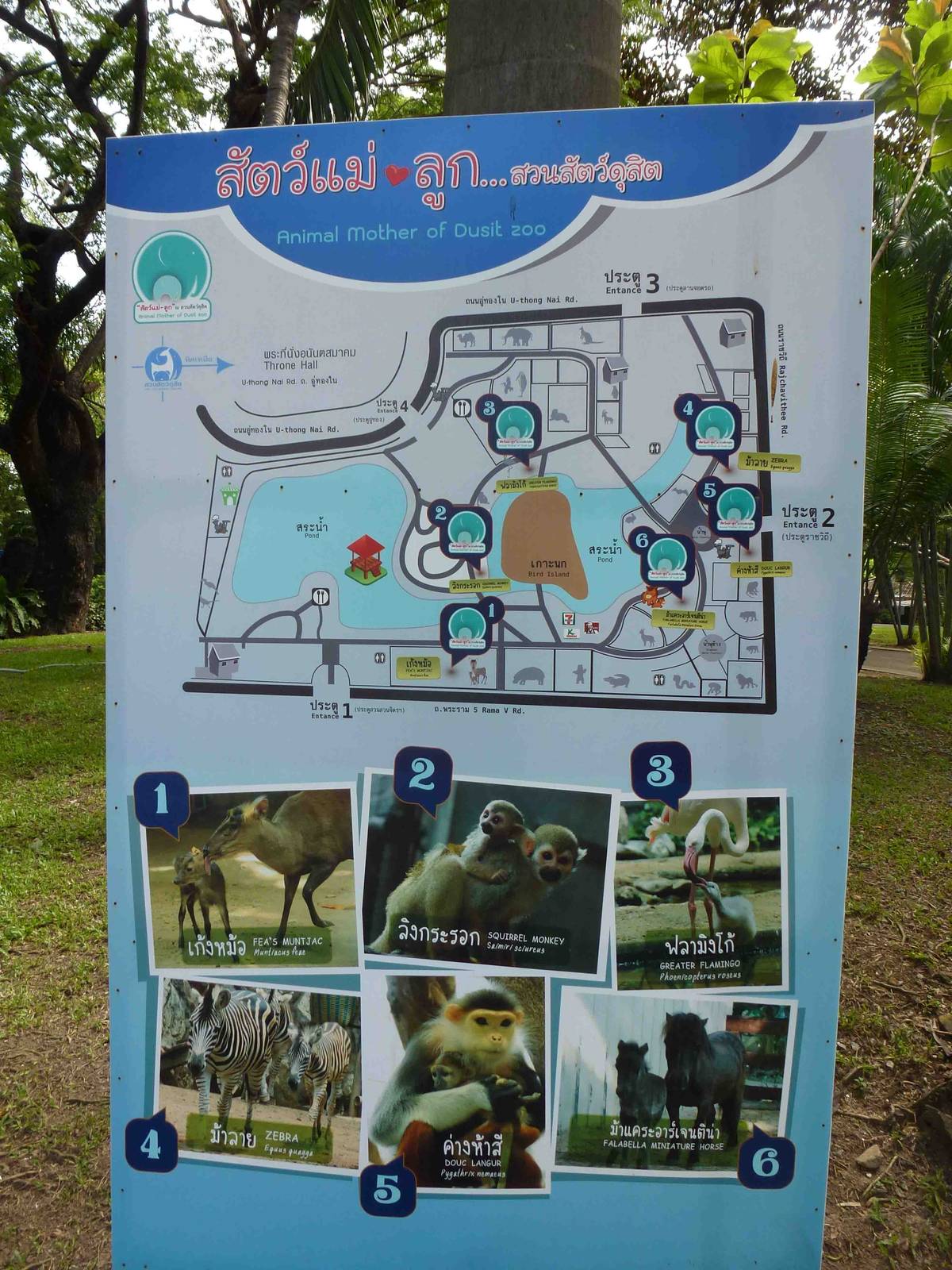Sign - new births around the zoo, July 2013.