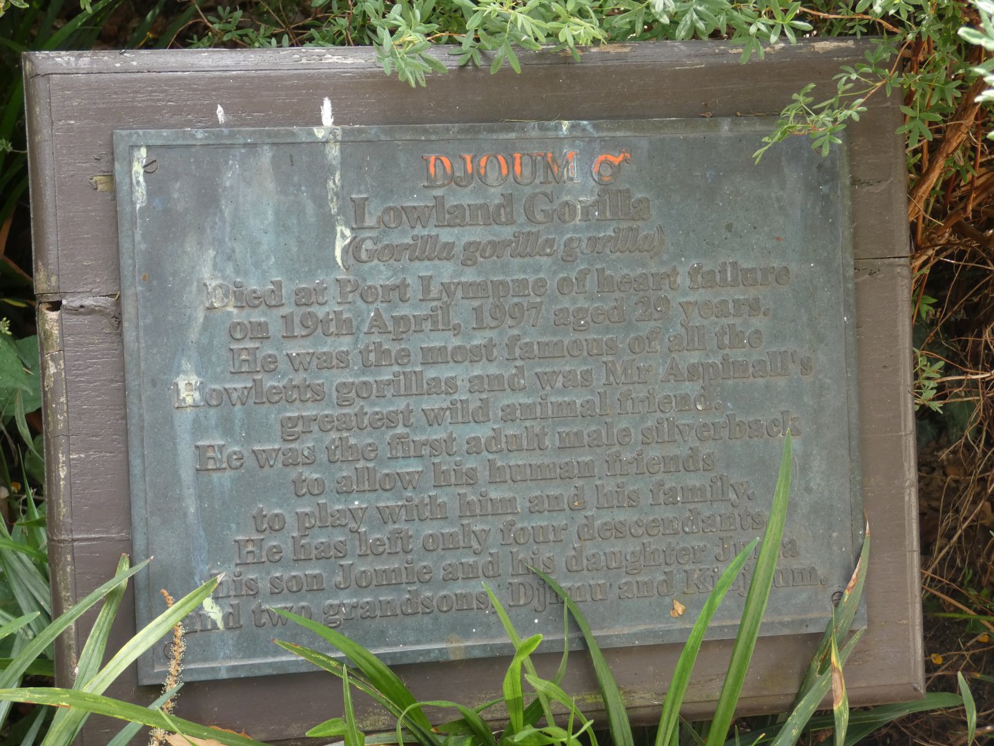 Sign next to Gorilla statue