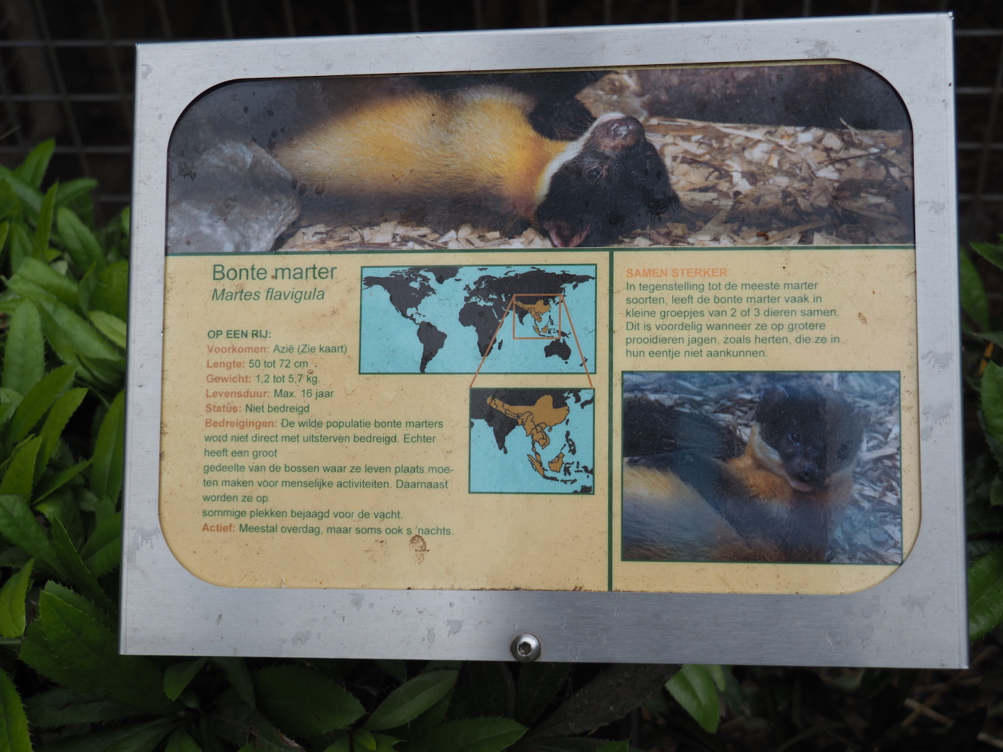 Sign Northern yellow-throated marten, 2019-05-25