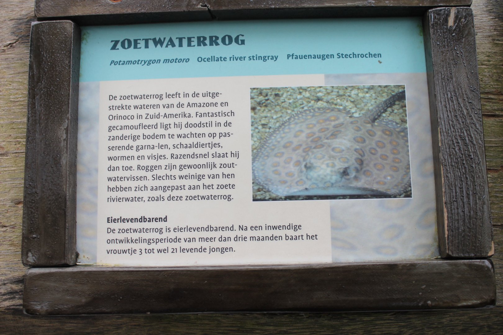 Sign Ocellate river stingray