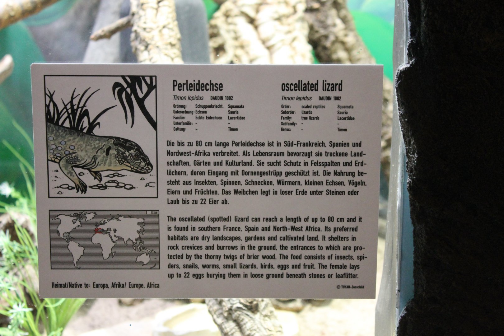 Sign Ocellated lizard