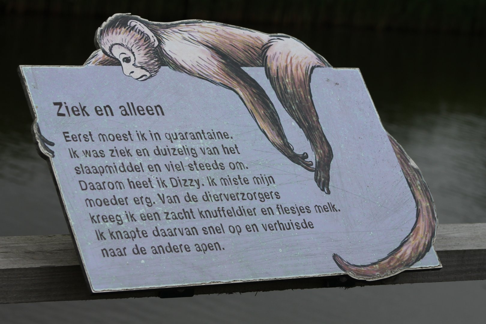 Sign of Dizzy the Capucine monkey