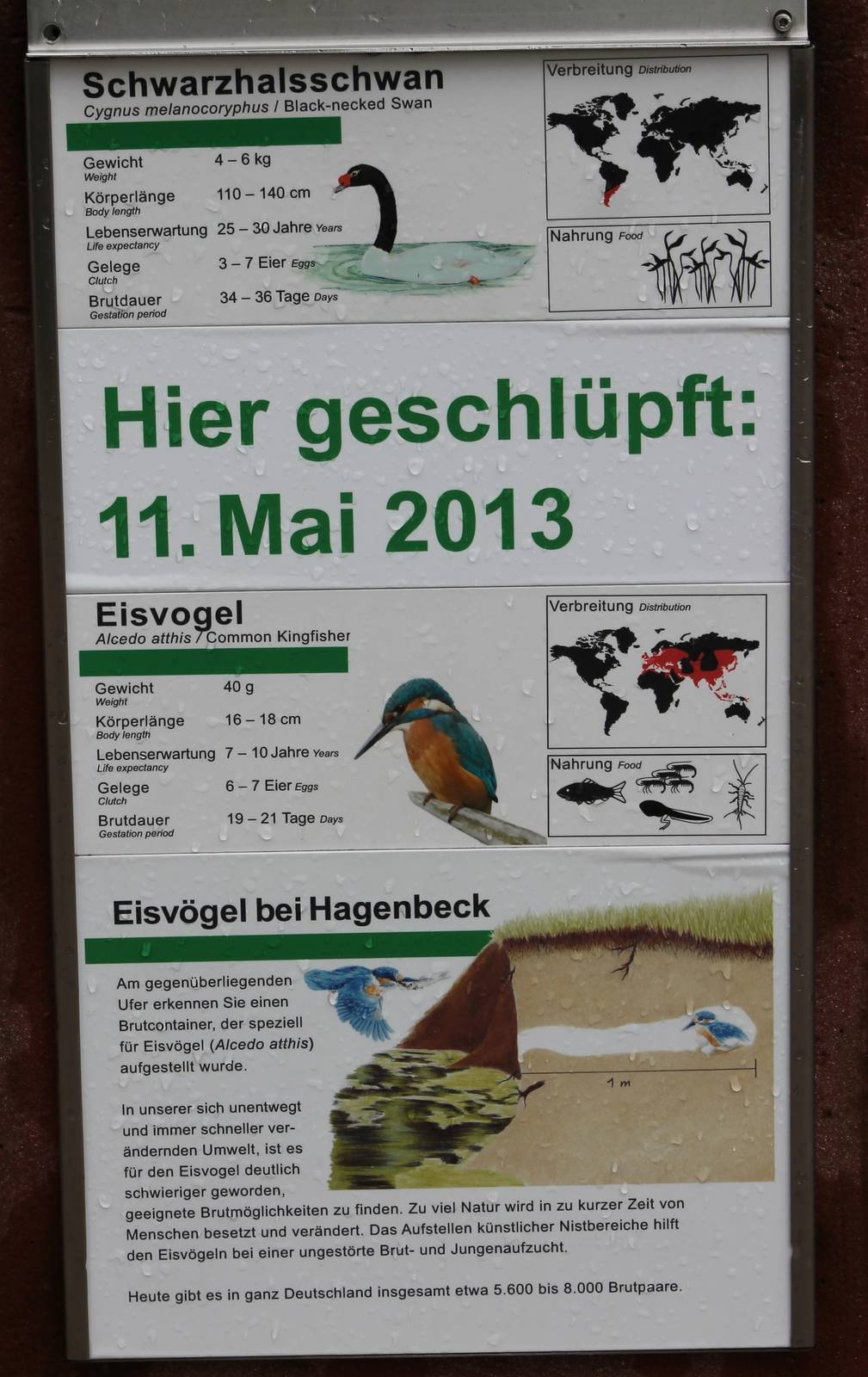 Sign of hatching Black-necked swans