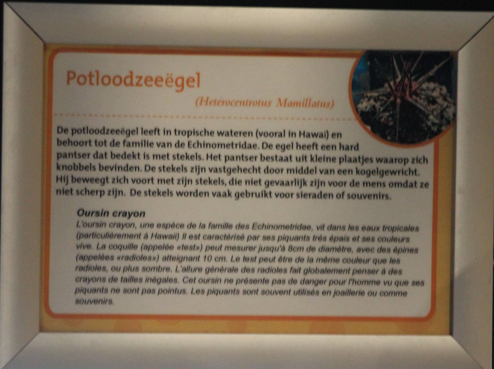 Sign of Heterocentrotus