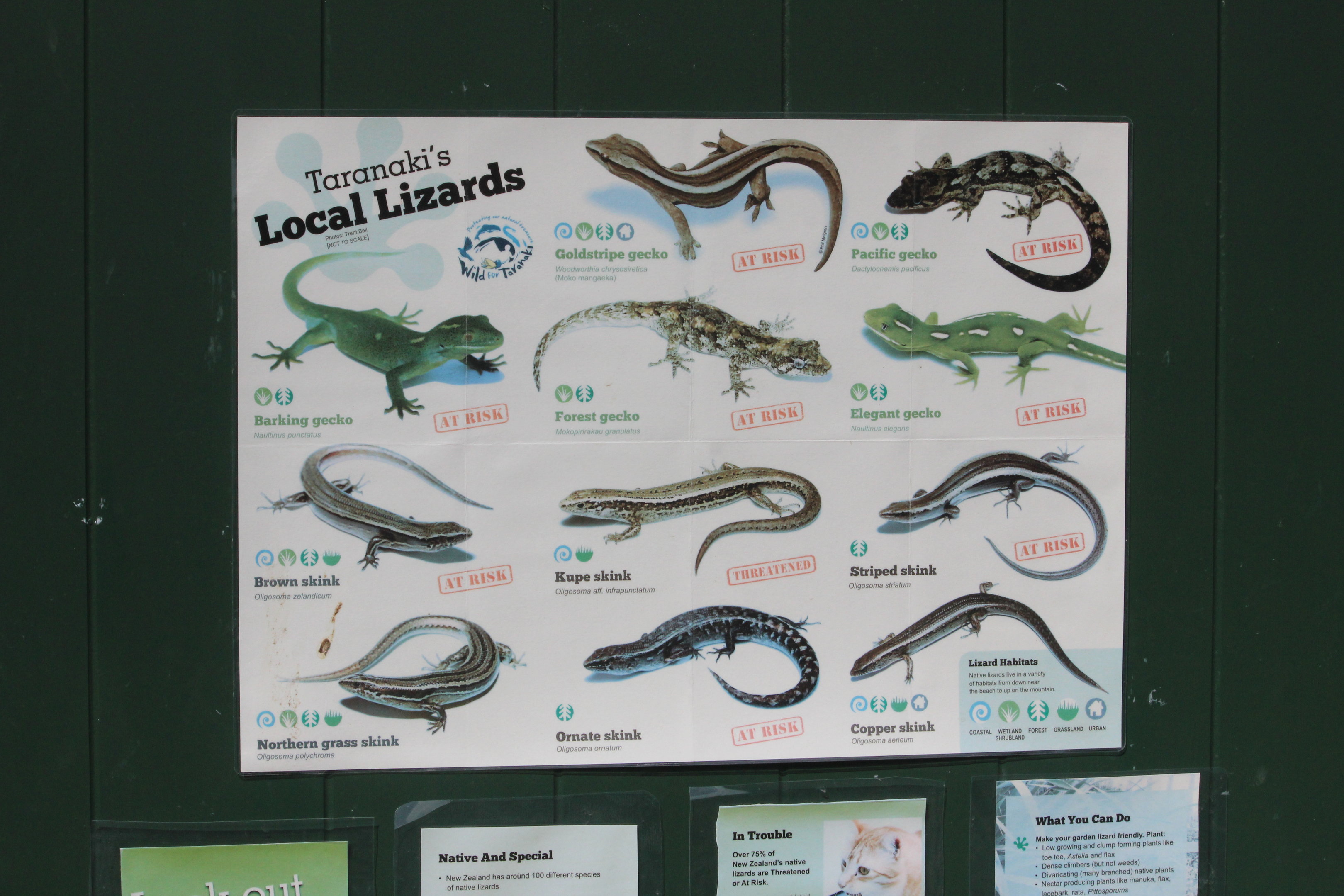 Sign of native lizards of the region