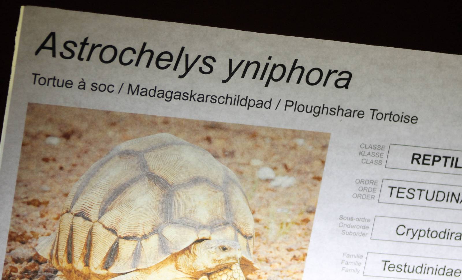 Sign of Ploughshare tortoise