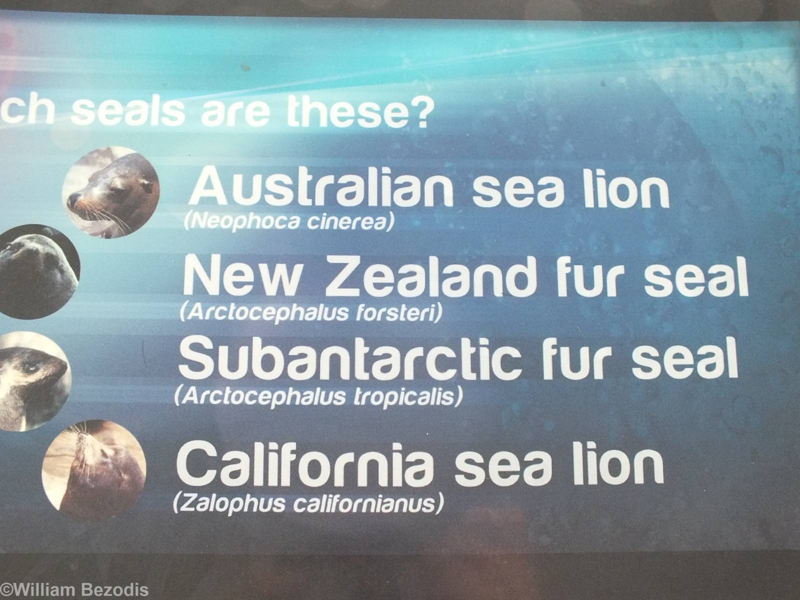 Sign of Sealion species held