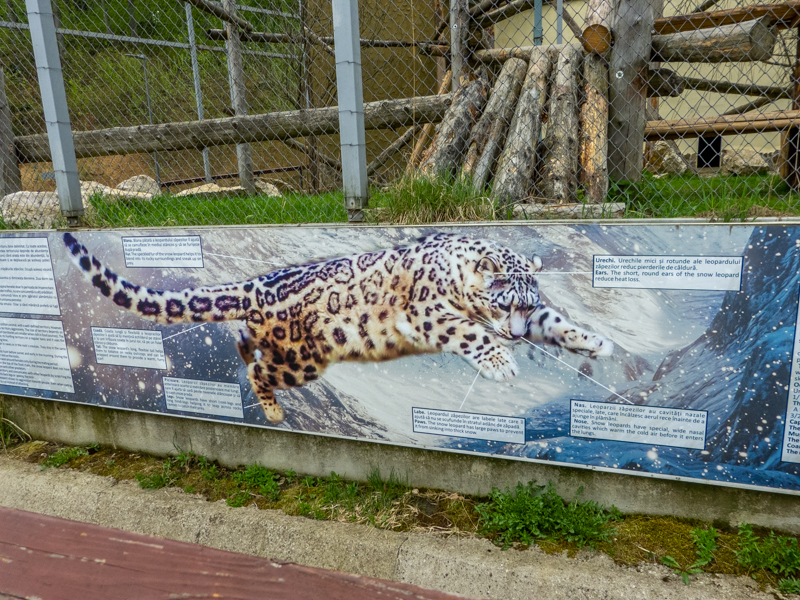 sign of snow leopard