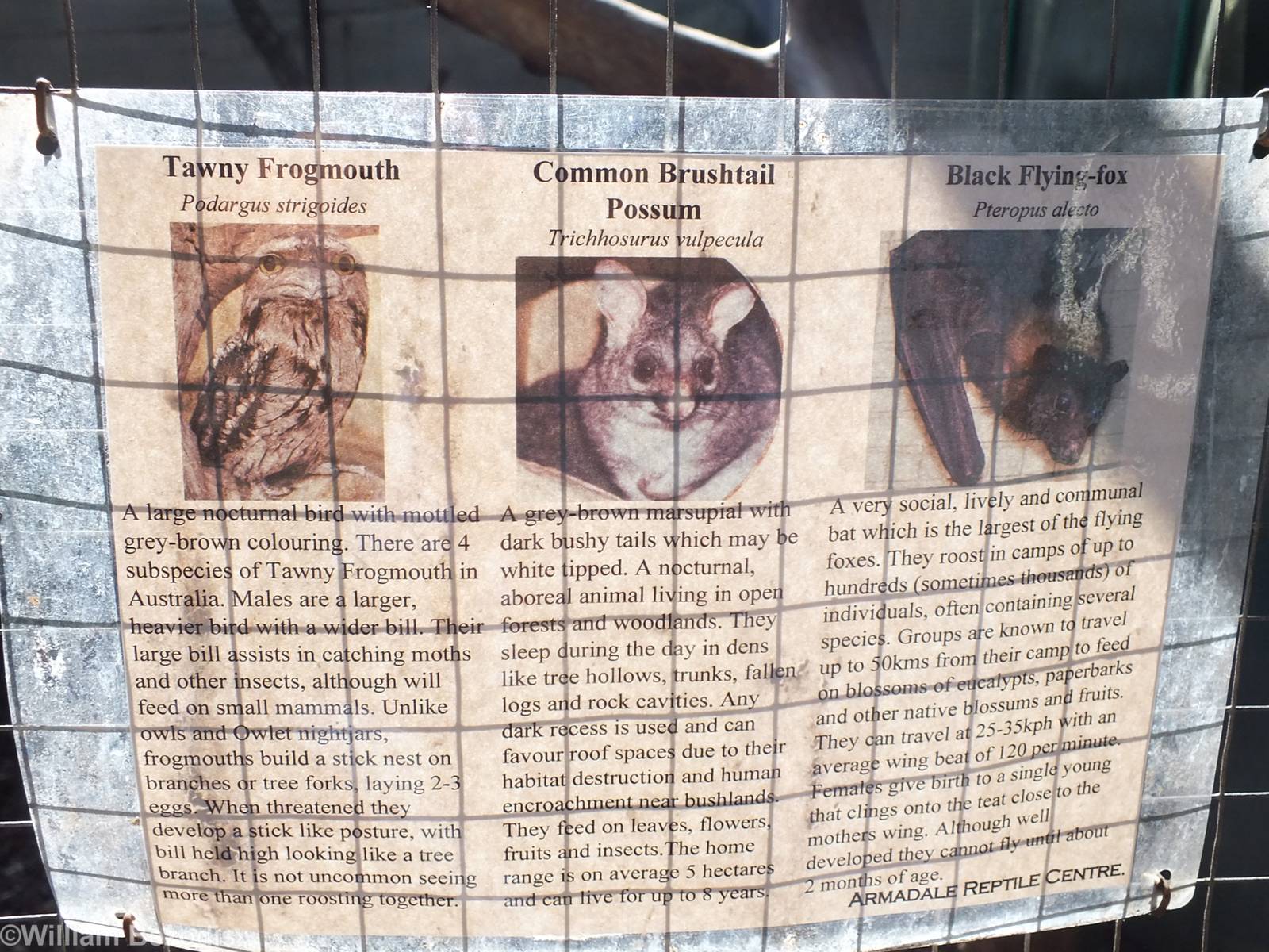 Sign of Species Held in Non-walkthrough Bit Within Walkthrough Aviary