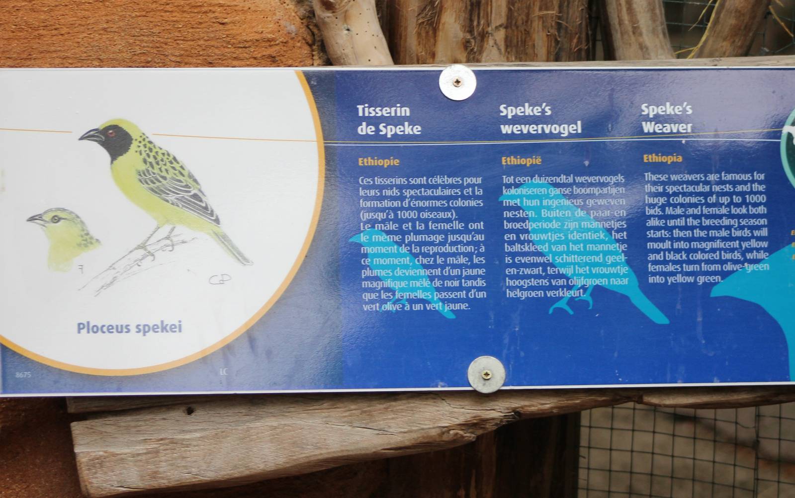 Sign of Speke's weavers