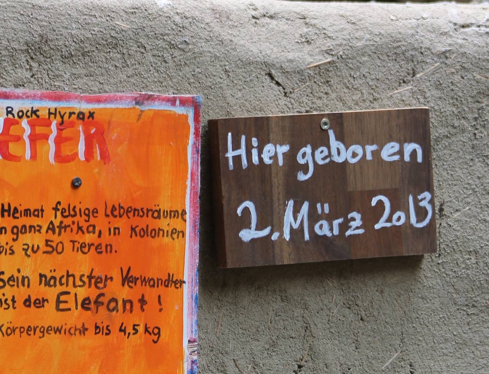 Sign of the birth of Cape hyraxes