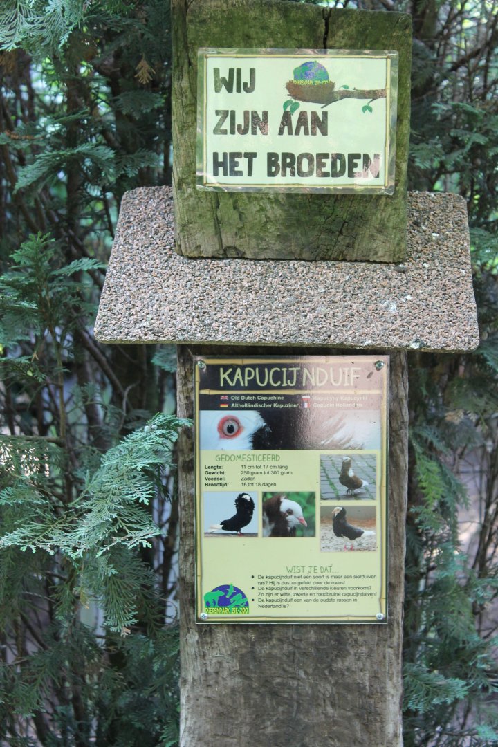 Sign Old Dutch capuchine