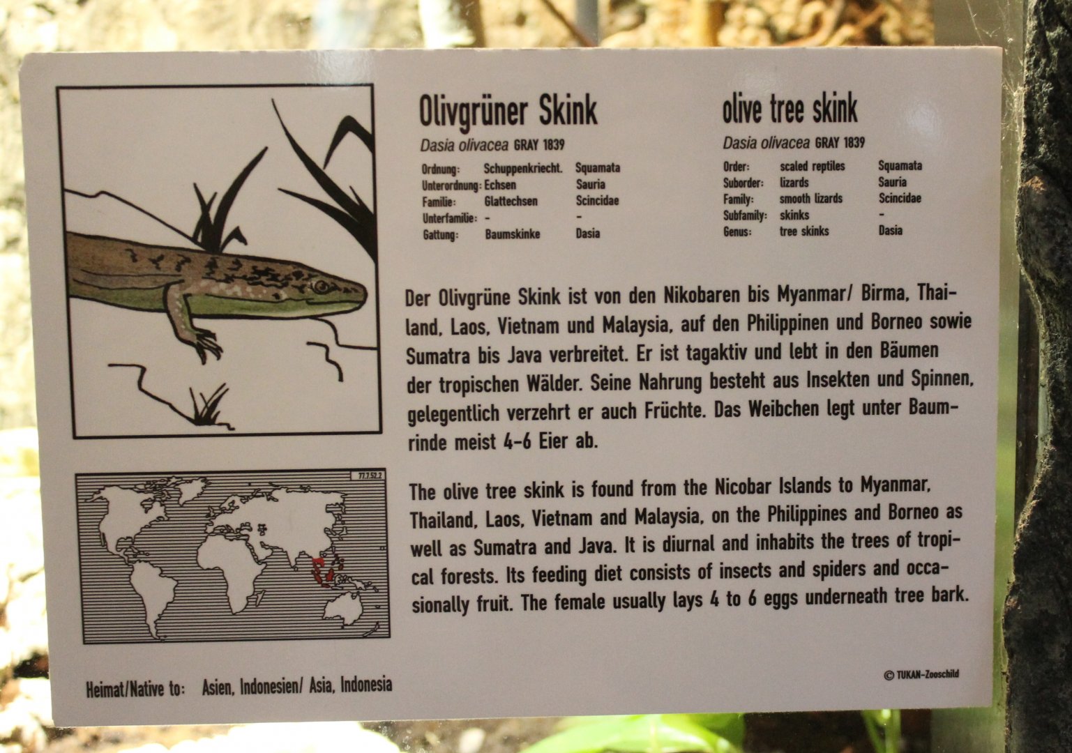 Sign Olive tree skink