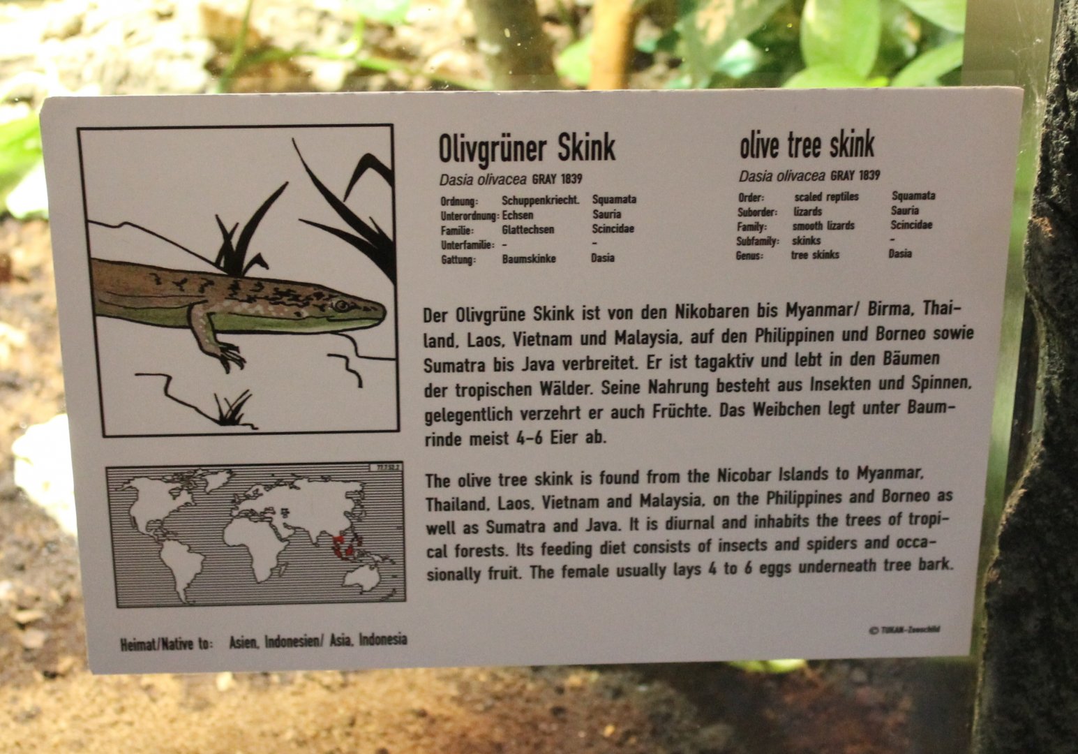 Sign Olive tree skink