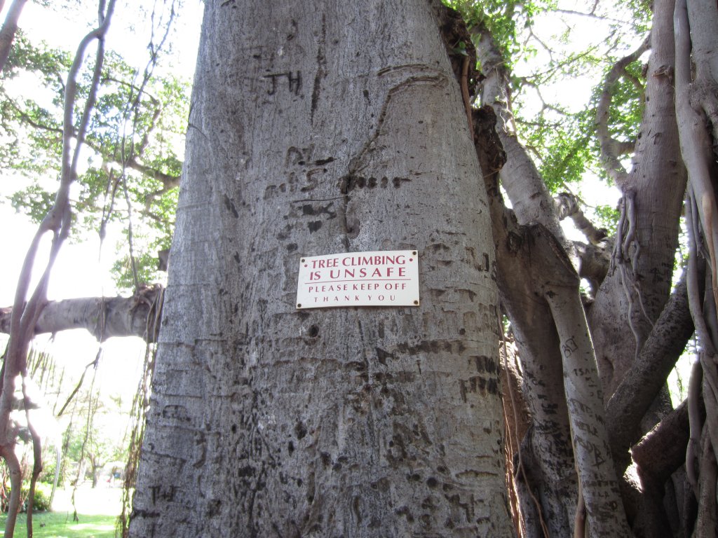 Sign on Banyan Tree