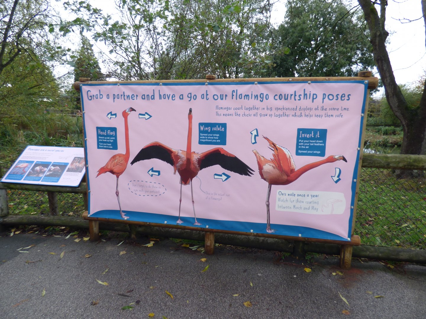 Sign on Flamingo Courtship