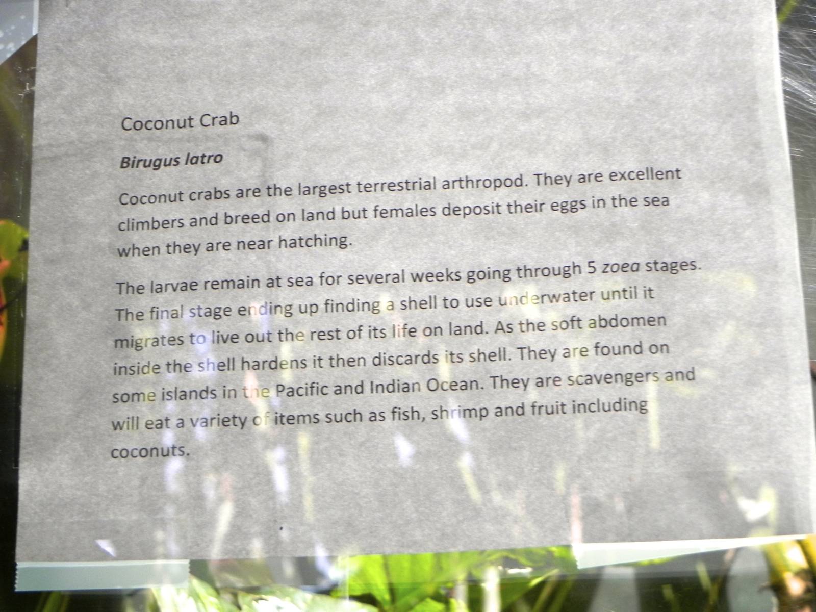 Sign on the coconut crab exhibit
