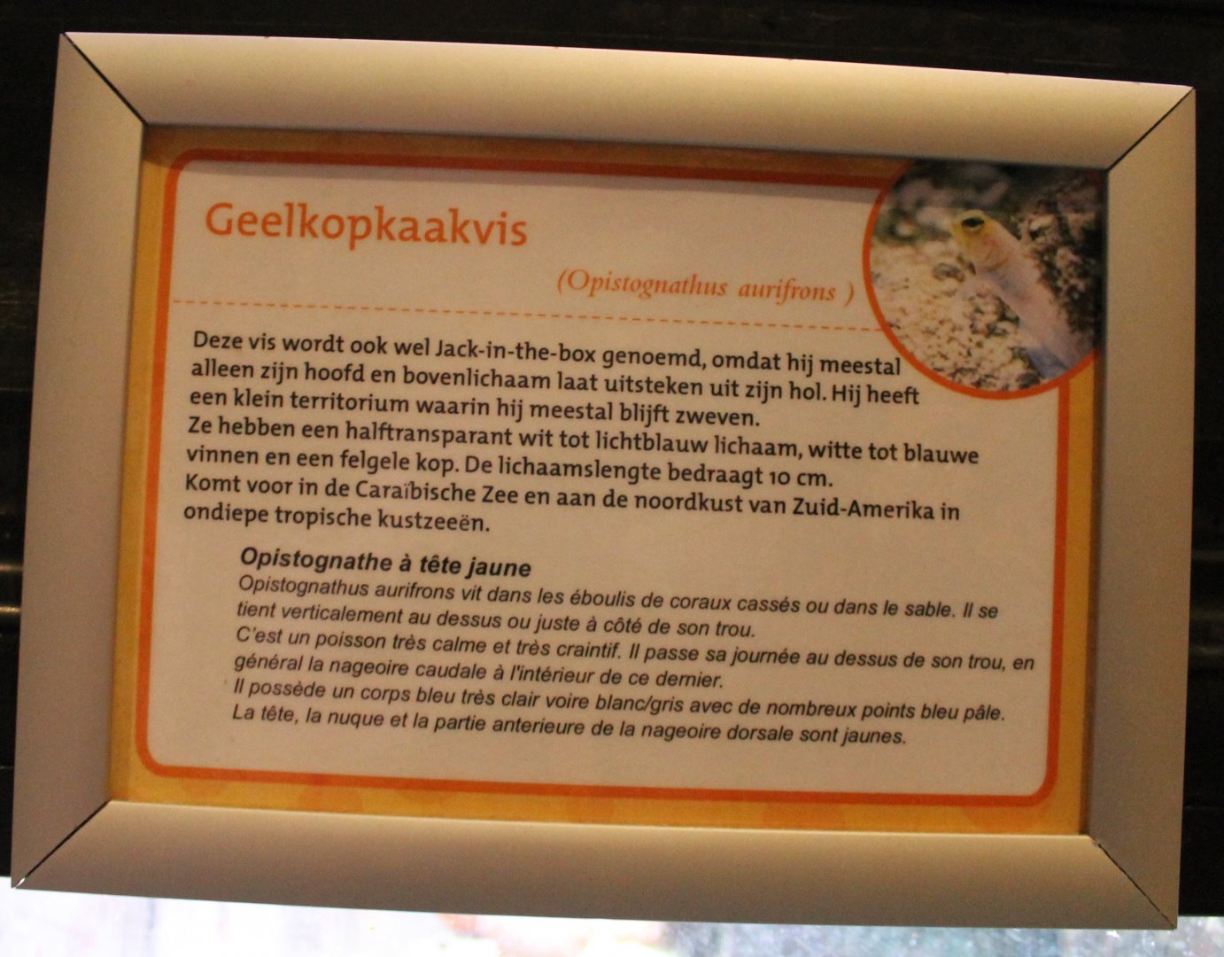 Sign Opistognathus aurifrons