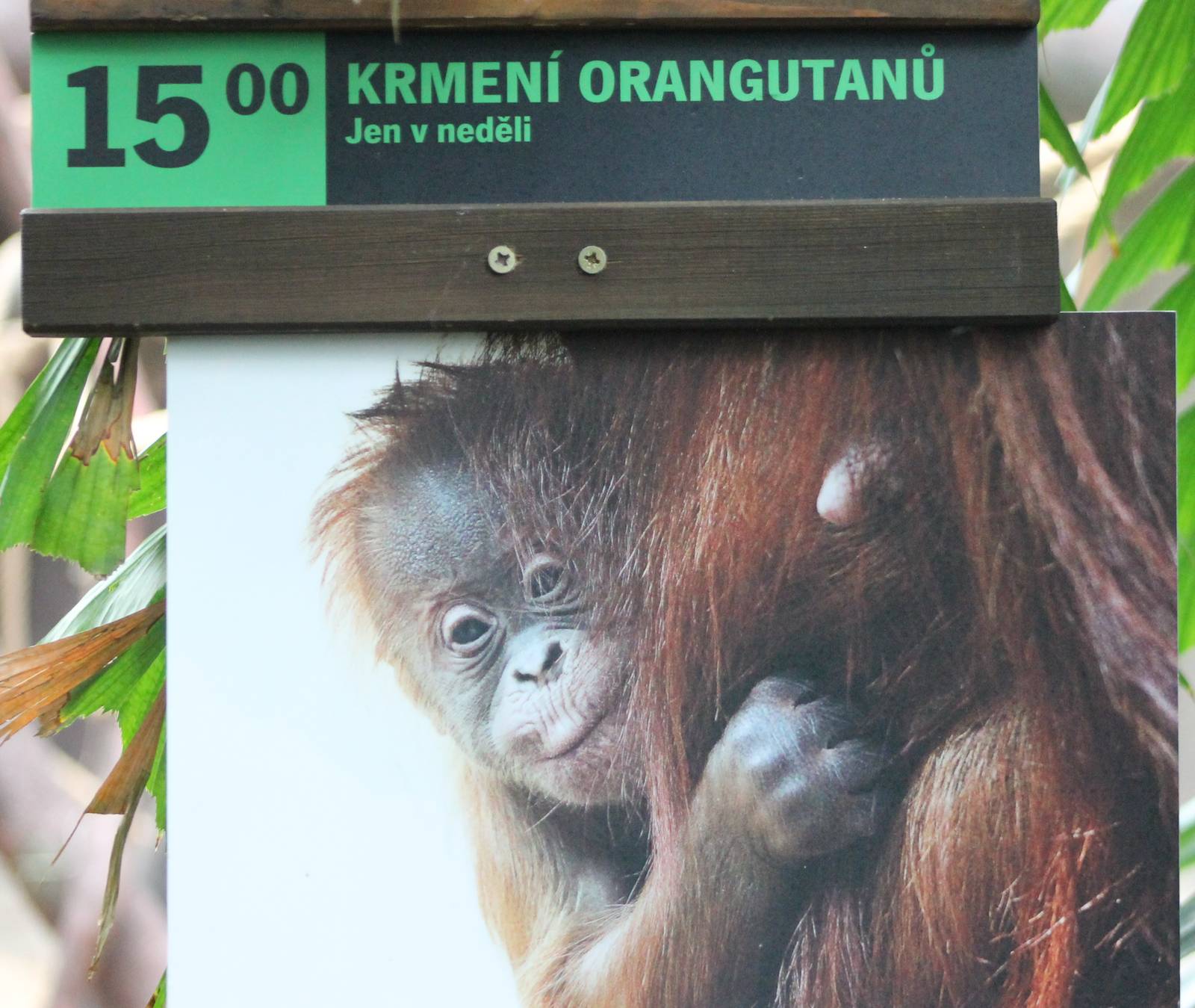 Sign Orang utan