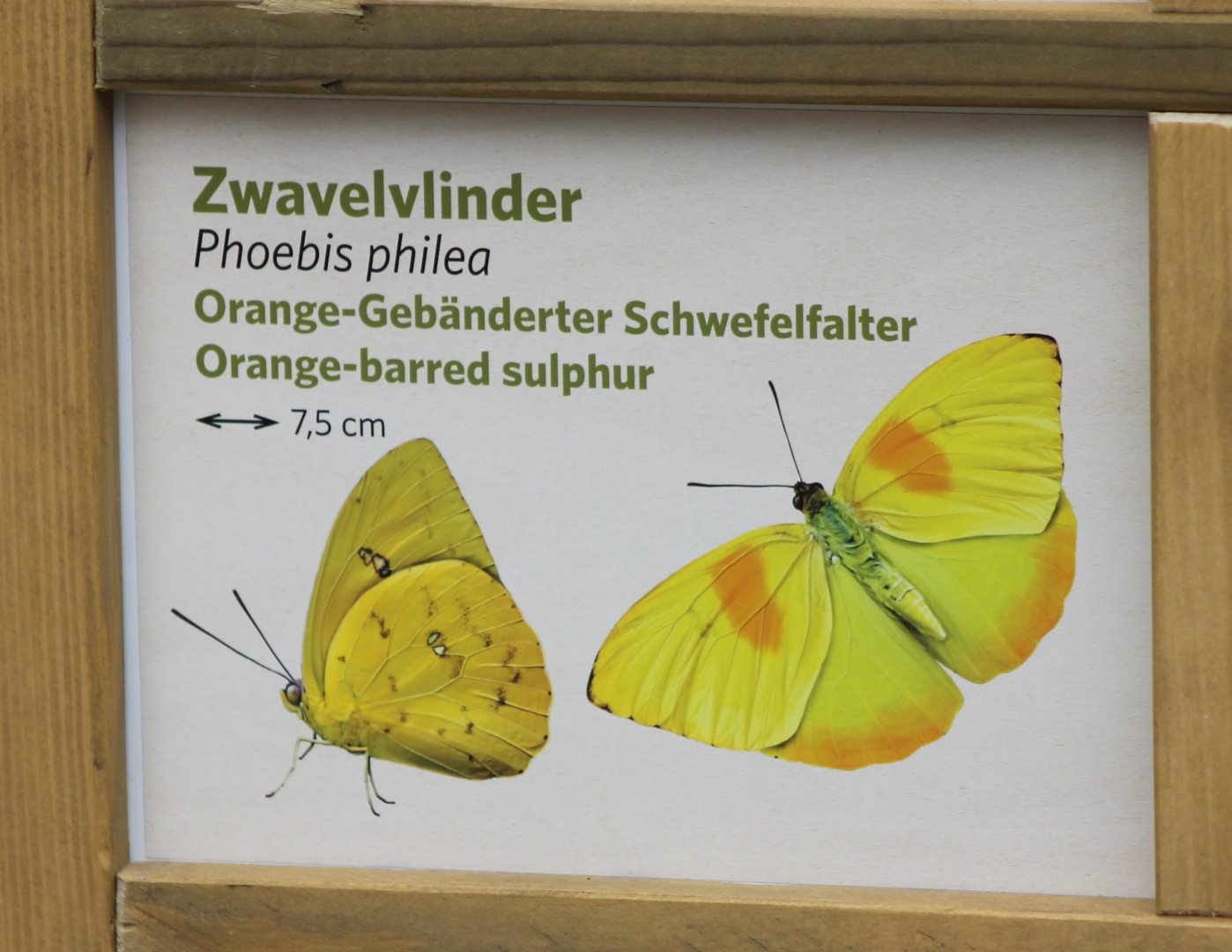 Sign Orange-barred sulphur