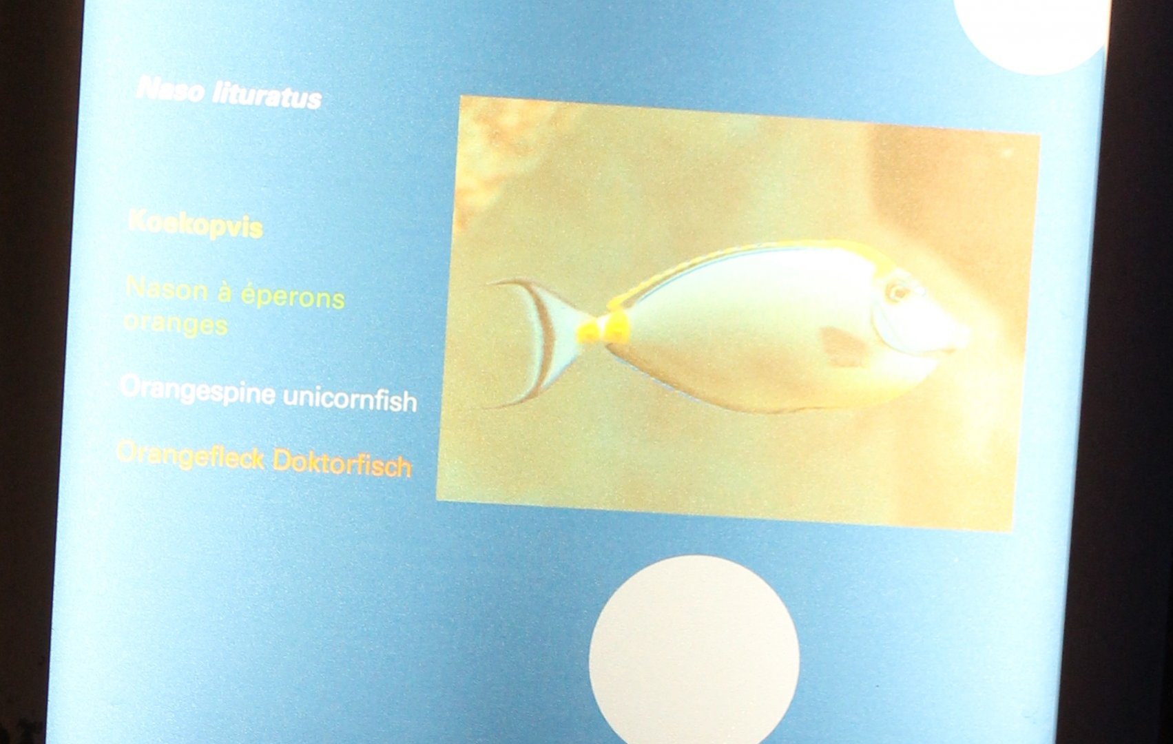 Sign Orangespine unicornfish