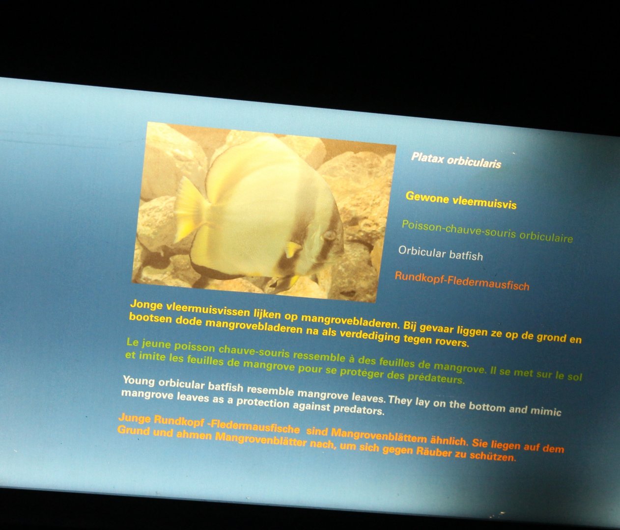 Sign Orbicular batfish