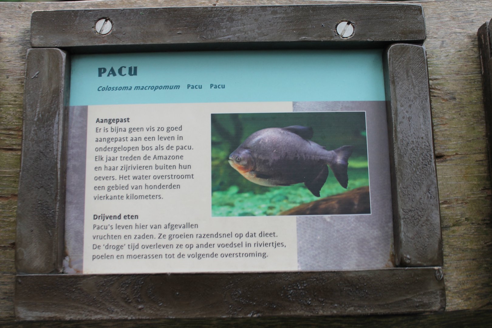 Sign Pacu