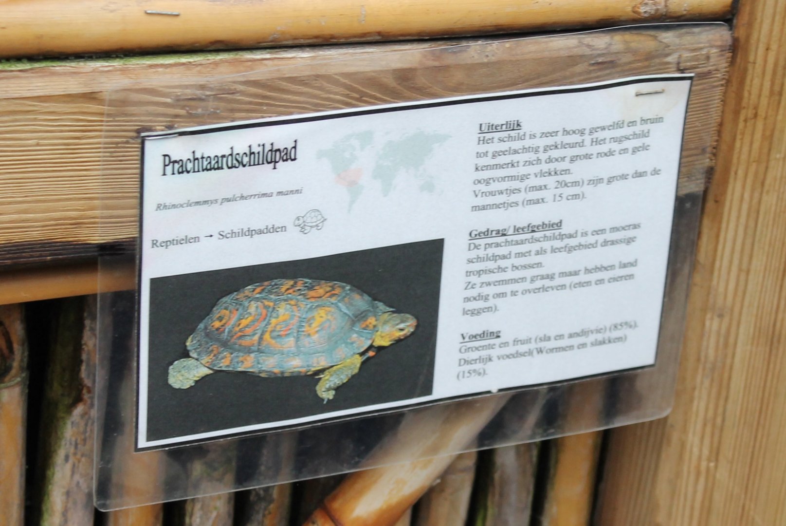 Sign Painted wood turtle