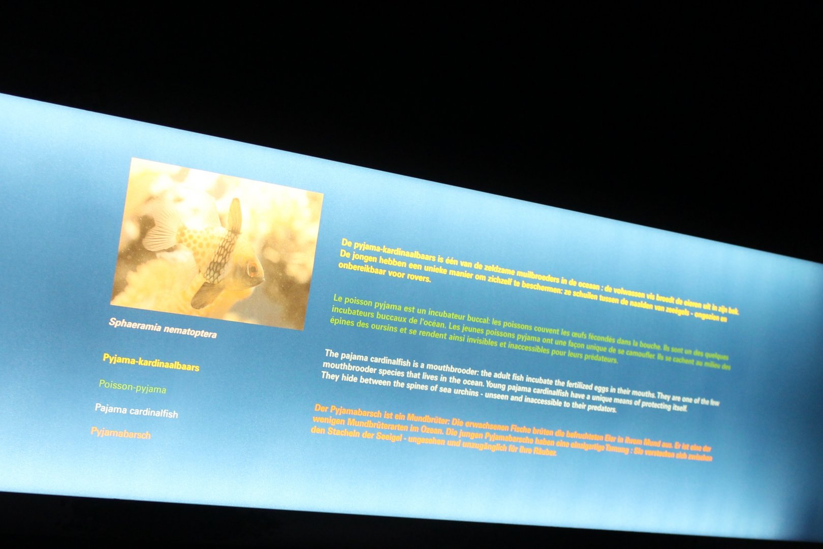 Sign Pajama cardinalfish