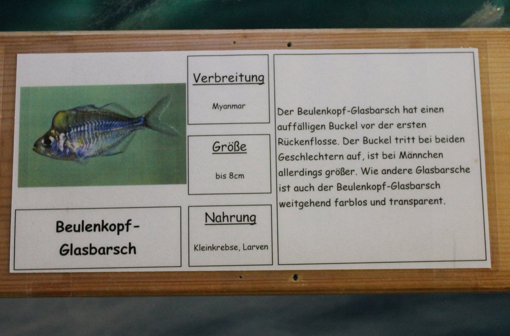 Sign Parambassis pulchinella